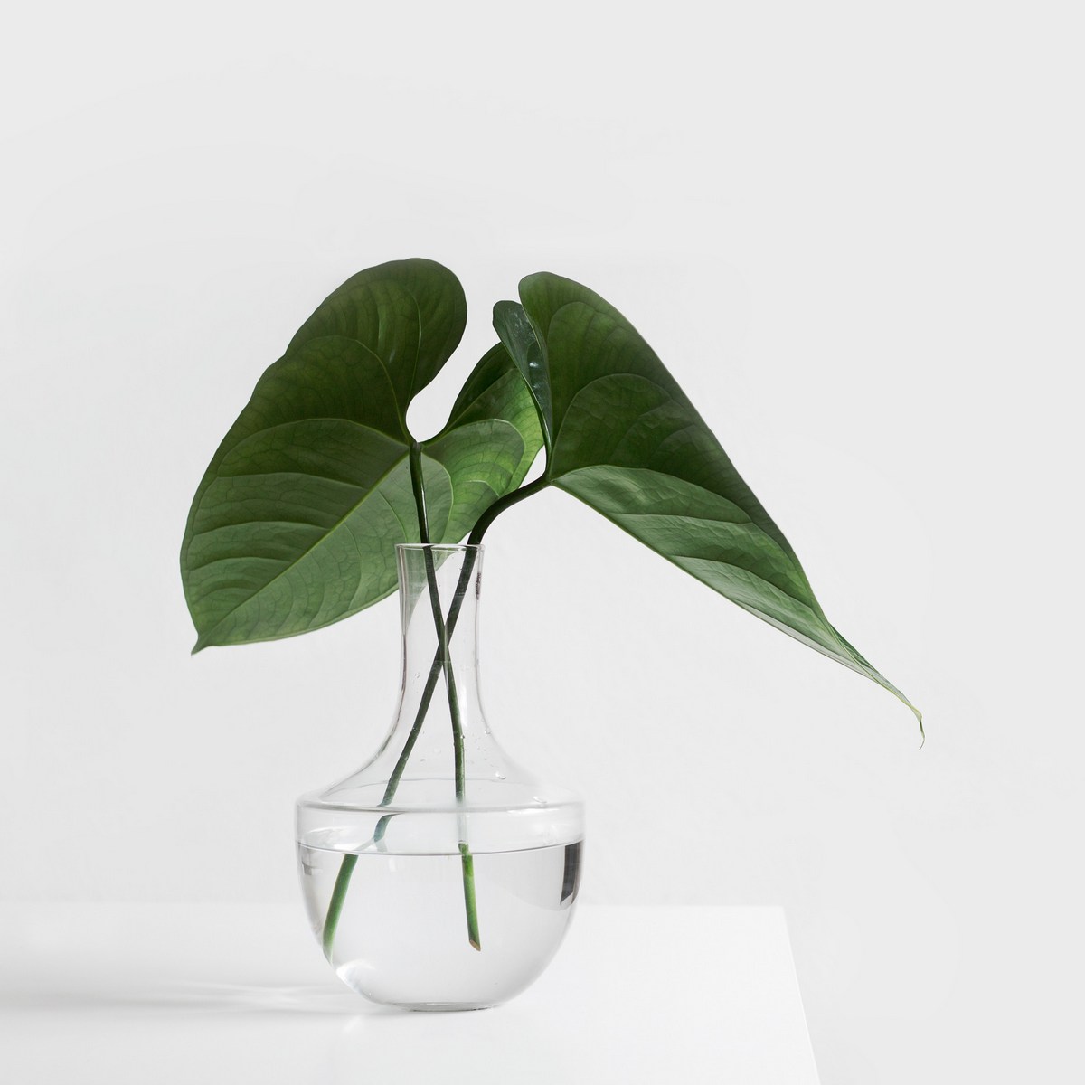 green plant