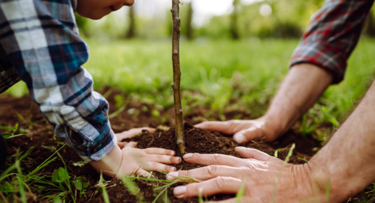 rossendale forest - people planting tree
